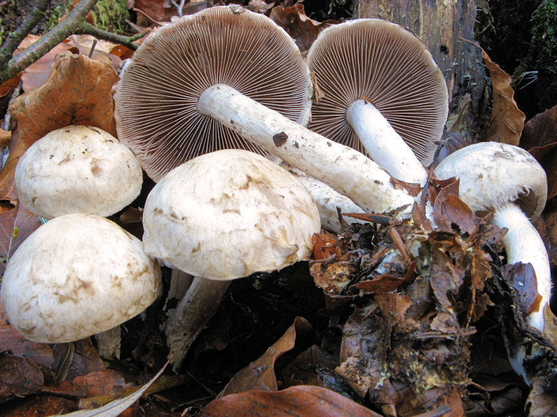 Per chi si vuol divertire!